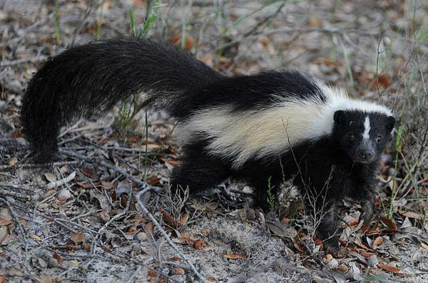 How to keep a skunk away from your house? 